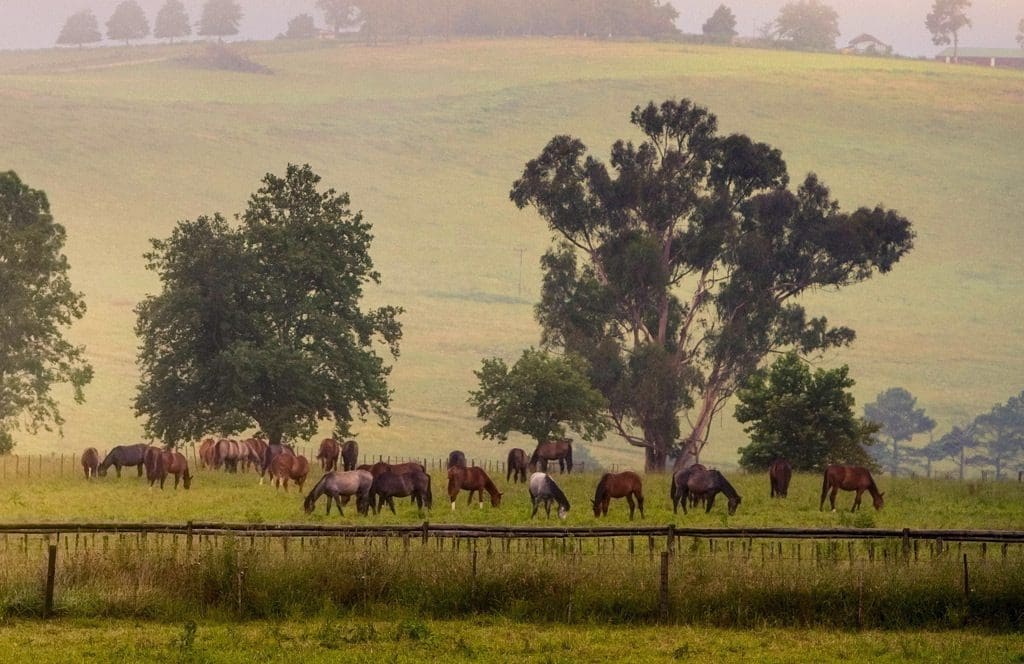 Horses-Hartford-House